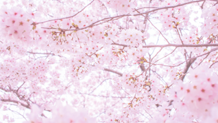 Cherry Blossom Viewing in Japan (花見 はなみ)